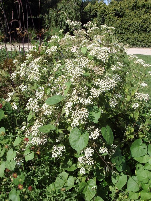 Eupatorium rugosum